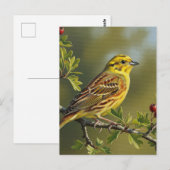 Carte Postale Oiseau d'État de l'Alabama Yellowhammer (Devant / Derrière)