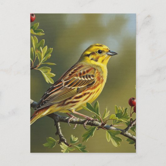 Carte Postale Oiseau d'État de l'Alabama Yellowhammer (Devant)