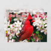 Carte Postale Oiseau d'État de l'Ohio - Cardinal du Nord (Devant / Derrière)