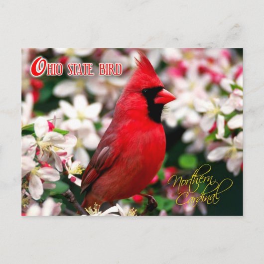 Carte Postale Oiseau d'État de l'Ohio - Cardinal du Nord (Devant)