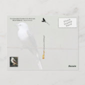 Carte Postale Oiseau d'État de l'Oklahoma : Capteur à ciseaux (Dos)