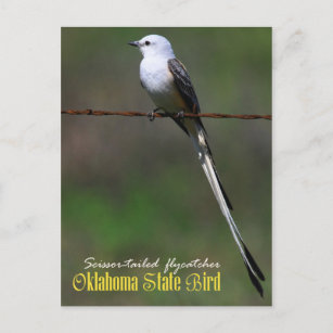 Carte Postale Oiseau d'État de l'Oklahoma : Capteur à ciseaux