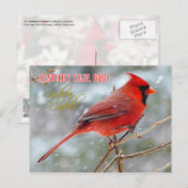 Carte Postale Oiseau d'État du Kentucky - Cardinal du Nord (Devant / Derrière)