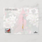 Carte Postale Oiseau d'État du Kentucky - Cardinal du Nord (Dos)