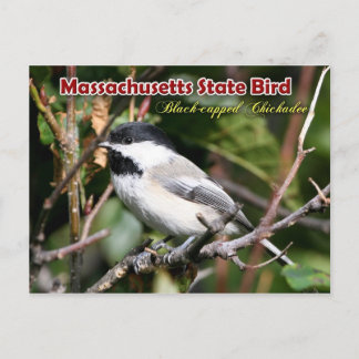 Carte Postale Oiseau d'État du Massachusetts - Pickadee à cou no