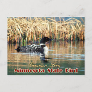 Carte Postale Oiseau d'État du Minnesota - Lot commun