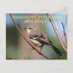 Carte Postale Oiseau d'État du Mississippi - Mockingbird du Nord