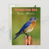 Carte Postale Oiseau d'État du Missouri - Oiseau bleu de l'Est (Devant / Derrière)