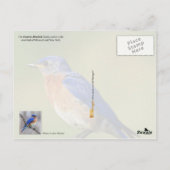 Carte Postale Oiseau d'État du Missouri - Oiseau bleu de l'Est (Dos)
