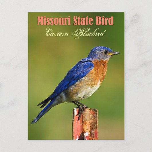Carte Postale Oiseau d'État du Missouri - Oiseau bleu de l'Est (Devant)
