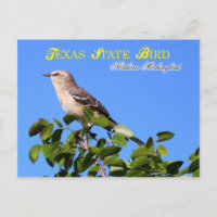 Oiseau d'État du Texas - Oiseau de mer du Nord