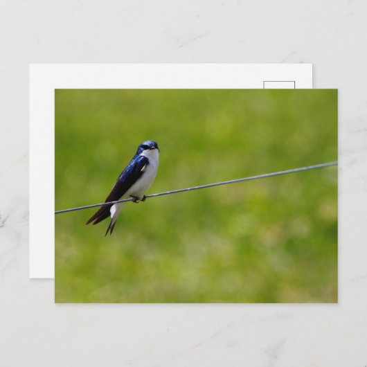 Carte Postale Oiseau d'hirondelle (Tachycineta bicolor) (Devant / Derrière)