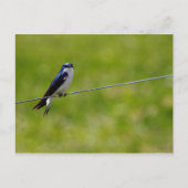 Carte Postale Oiseau d'hirondelle (Tachycineta bicolor) (Devant)
