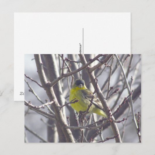 Carte postale - Oiseau d'hiver (Devant / Derrière)
