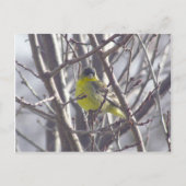 Carte postale - Oiseau d'hiver (Devant)
