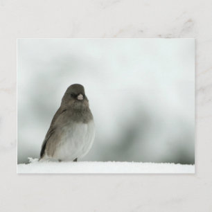 Carte Postale Oiseau d'hiver