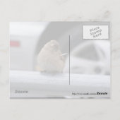 Carte Postale Oiseau drôle, Bruant (Dos)