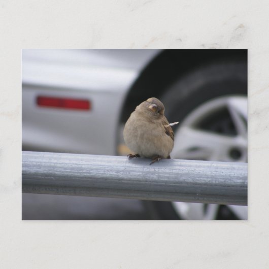Carte Postale Oiseau drôle, Bruant (Devant)