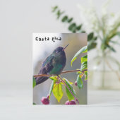 Carte Postale Oiseau du Costa Rica - Colibri (Debout devant)