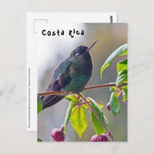 Carte Postale Oiseau du Costa Rica - Colibri