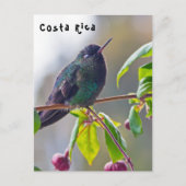 Carte Postale Oiseau du Costa Rica - Colibri (Devant)