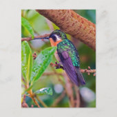 Carte Postale Oiseau du Costa Rica - Colibri (Devant)