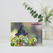 Carte Postale Oiseau du Costa Rica - Colibri (Debout devant)