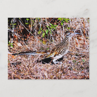 Carte Postale Oiseau du coureur