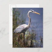 Carte Postale Oiseau du Grand Héron bleu (Devant / Derrière)