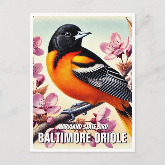 Carte Postale Oiseau du Maryland Oriole Baltimore (Devant)