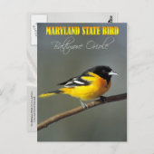 Carte Postale Oiseau du Maryland - Oriole Baltimore (Devant / Derrière)