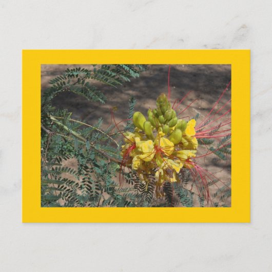 CARTE POSTALE OISEAU DU PARADIS (Devant)