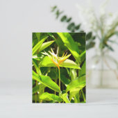 Carte Postale Oiseau du Paradis (Debout devant)