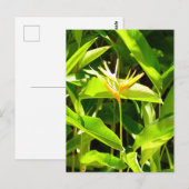 Carte Postale Oiseau du Paradis (Devant / Derrière)