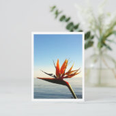 Carte postale Oiseau du Paradis (Debout devant)