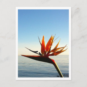 Carte postale Oiseau du Paradis