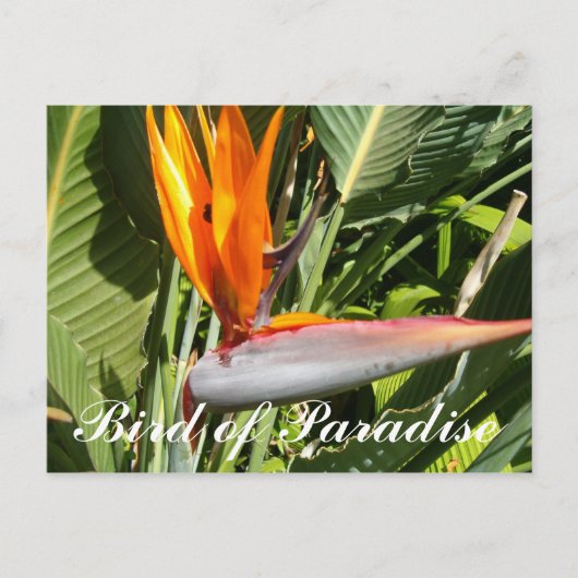 Carte Postale Oiseau du Paradis (Devant)