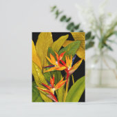 Carte Postale Oiseau du Paradis (Debout devant)