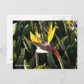 Carte postale, Oiseau du Paradis (Devant / Derrière)