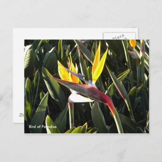 Carte postale, Oiseau du Paradis (Devant / Derrière)