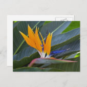 Carte postale Oiseau du Paradis (Devant / Derrière)