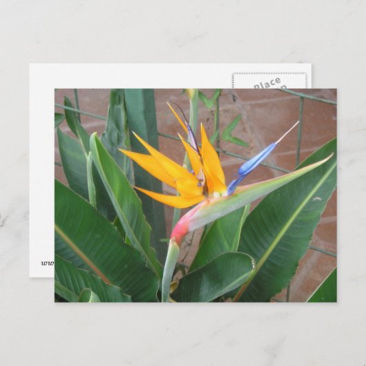 Carte postale Oiseau du Paradis (Devant / Derrière)