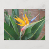 Carte postale Oiseau du Paradis (Devant)