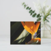 Carte postale Oiseau du Paradis (Debout devant)