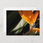 Carte postale Oiseau du Paradis (Devant / Derrière)