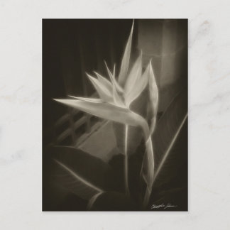 Carte Postale Oiseau du Paradis 10