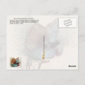 Carte Postale Oiseau du Paradis et fées (Dos)