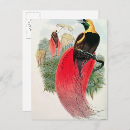 Carte Postale Oiseau du Paradis, gravé par T. Walter (Devant / Derrière)