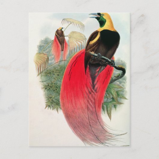 Carte Postale Oiseau du Paradis, gravé par T. Walter (Devant)