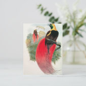 Carte Postale Oiseau du Paradis, gravé par T. Walter (Debout devant)